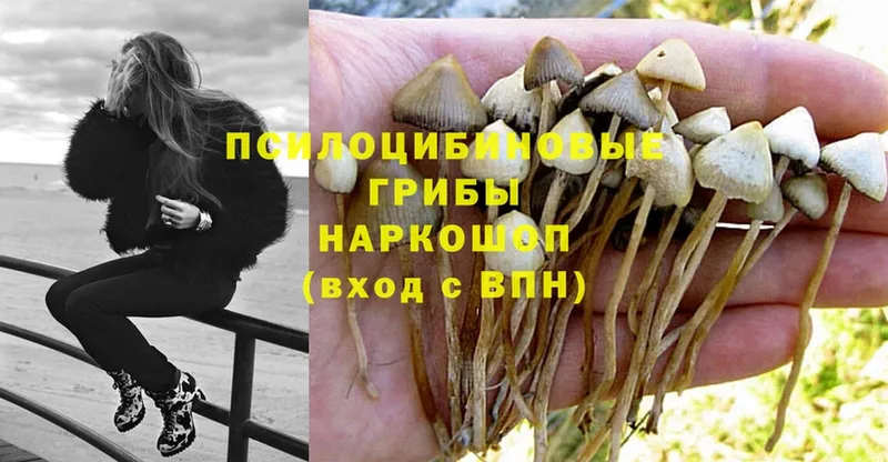 как найти закладки  Аргун  Галлюциногенные грибы Magic Shrooms 